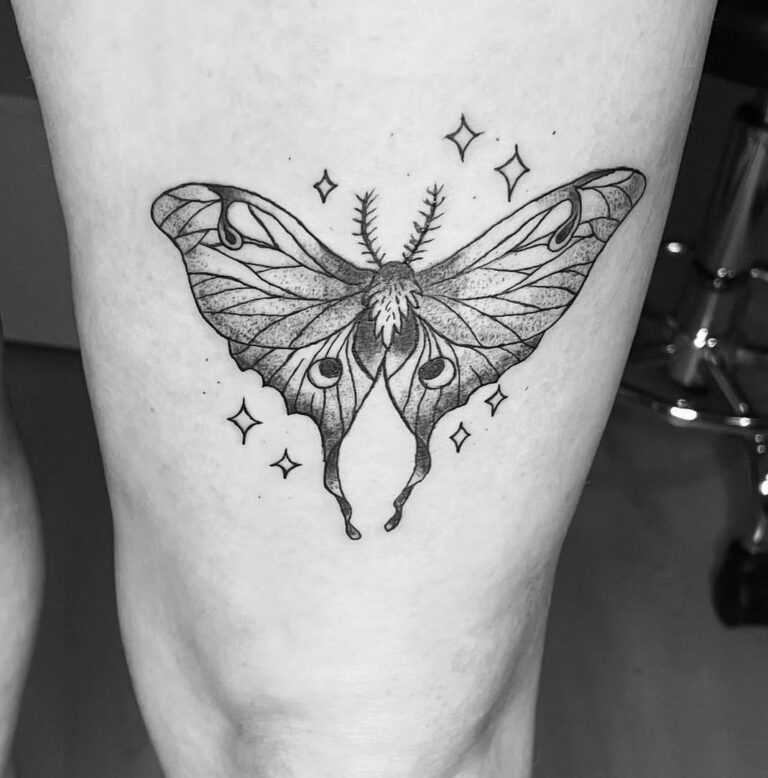 schmetterling